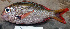  ( - LETkom_20150508-A.2)  @11 [ ] CreativeCommons  Attribution Non-Commercial Share-Alike (2015) S. Bari Proyek Biokor, Indonesia