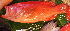  ( - 20131217-18.2)  @11 [ ] CreativeCommons  Attribution Non-Commercial Share-Alike (2013) Philippe Borsa Institut de recherche pour le développement