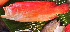  ( - 20131217-19.2)  @11 [ ] CreativeCommons  Attribution Non-Commercial Share-Alike (2013) Philippe Borsa Institut de recherche pour le développement