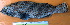  ( - 20150430-1.2)  @11 [ ] CreativeCommons  Attribution Non-Commercial Share-Alike (2015) Philippe Borsa Institut de recherche pour le développement