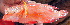  ( - 20150508-15.2)  @11 [ ] CreativeCommons  Attribution Non-Commercial Share-Alike (2015) Philippe Borsa Institut de recherche pour le développement