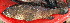  ( - 20150508-1.2)  @11 [ ] CreativeCommons  Attribution Non-Commercial Share-Alike (2015) Philippe Borsa Institut de recherche pour le développement