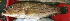  (Epinephelus morrhua - 20150508-25.2)  @11 [ ] CreativeCommons  Attribution Non-Commercial Share-Alike (2015) Philippe Borsa Institut de recherche pour le développement