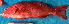  ( - 20071124-1.2)  @11 [ ] CreativeCommons  Attribution Non-Commercial Share-Alike (2007) Philippe Borsa Institut de recherche pour le développement