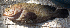  ( - 270518-KH1)  @11 [ ] CreativeCommons - Attribution Non-Commercial Share-Alike (2018) JD Durand Institut de Recherche pour le Developpement, France