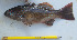  ( - CD7_270417)  @11 [ ] CreativeCommons - Attribution Non-Commercial Share-Alike (2018) Unspecified Institut de Recherche pour le Developpement, France