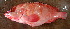  ( - CD161117-2)  @11 [ ] CreativeCommons - Attribution Non-Commercial Share-Alike (2018) JD Durand Institut de Recherche pour le Developpement, France