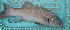  ( - ConDaoRes-2)  @11 [ ] CreativeCommons - Attribution Non-Commercial Share-Alike (2015) Jean-Dominique Durand IRD