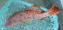  ( - ConDaoRes-3)  @11 [ ] CreativeCommons - Attribution Non-Commercial Share-Alike (2015) Jean-Dominique Durand IRD