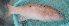  ( - ConDaoRes-4)  @11 [ ] CreativeCommons - Attribution Non-Commercial Share-Alike (2015) Jean-Dominique Durand IRD
