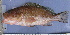  ( - QNG010)  @11 [ ] CreativeCommons - Attribution Non-Commercial Share-Alike (2015) Jean-Dominique Durand IRD