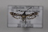  ( - CLV41544)  @11 [ ] CreativeCommons  Attribution Non-Commercial Share-Alike (2021) Carlos Lopez Vaamonde Institut National de la Recherche Agronomique, Zoologie Forestiere