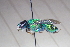  ( - CLV41549)  @11 [ ] CreativeCommons  Attribution Non-Commercial Share-Alike (2021) Carlos Lopez Vaamonde Institut National de la Recherche Agronomique, Zoologie Forestiere
