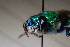  ( - CLV41549)  @11 [ ] CreativeCommons  Attribution Non-Commercial Share-Alike (2021) Carlos Lopez Vaamonde Institut National de la Recherche Agronomique, Zoologie Forestiere