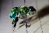  ( - CLV41551)  @11 [ ] CreativeCommons  Attribution Non-Commercial Share-Alike (2021) Carlos Lopez Vaamonde Institut National de la Recherche Agronomique, Zoologie Forestiere