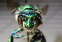  ( - CLV41552)  @11 [ ] CreativeCommons  Attribution Non-Commercial Share-Alike (2021) Carlos Lopez Vaamonde Institut National de la Recherche Agronomique, Zoologie Forestiere