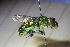  ( - CLV41556)  @11 [ ] CreativeCommons  Attribution Non-Commercial Share-Alike (2021) Carlos Lopez Vaamonde Institut National de la Recherche Agronomique, Zoologie Forestiere