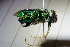  ( - CLV41557)  @11 [ ] CreativeCommons  Attribution Non-Commercial Share-Alike (2021) Carlos Lopez Vaamonde Institut National de la Recherche Agronomique, Zoologie Forestiere