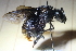  ( - CLV41558)  @11 [ ] CreativeCommons  Attribution Non-Commercial Share-Alike (2021) Carlos Lopez Vaamonde Institut National de la Recherche Agronomique, Zoologie Forestiere