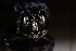 ( - CLV41558)  @11 [ ] CreativeCommons  Attribution Non-Commercial Share-Alike (2021) Carlos Lopez Vaamonde Institut National de la Recherche Agronomique, Zoologie Forestiere