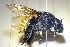  (Eufriesea vidua - CLV41561)  @11 [ ] CreativeCommons  Attribution Non-Commercial Share-Alike (2021) Carlos Lopez Vaamonde Institut National de la Recherche Agronomique, Zoologie Forestiere