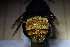  ( - CLV41561)  @11 [ ] CreativeCommons  Attribution Non-Commercial Share-Alike (2021) Carlos Lopez Vaamonde Institut National de la Recherche Agronomique, Zoologie Forestiere