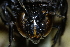  ( - CLV41562)  @11 [ ] CreativeCommons  Attribution Non-Commercial Share-Alike (2021) Carlos Lopez Vaamonde Institut National de la Recherche Agronomique, Zoologie Forestiere