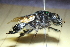 ( - CLV41571)  @11 [ ] CreativeCommons  Attribution Non-Commercial Share-Alike (2021) Carlos Lopez Vaamonde Institut National de la Recherche Agronomique, Zoologie Forestiere