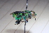  ( - CLV41572)  @11 [ ] CreativeCommons  Attribution Non-Commercial Share-Alike (2021) Carlos Lopez Vaamonde Institut National de la Recherche Agronomique, Zoologie Forestiere