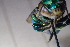  ( - CLV41572)  @11 [ ] CreativeCommons  Attribution Non-Commercial Share-Alike (2021) Carlos Lopez Vaamonde Institut National de la Recherche Agronomique, Zoologie Forestiere