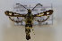  (Chamaesphecia empiformis - CLV8321)  @14 [ ] CreativeCommons  Attribution Non-Commercial Share-Alike (2021) Carlos Lopez Vaamonde Institut National de la Recherche Agronomique, Zoologie Forestiere