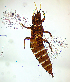 ( - AF3T)  @11 [ ] CreativeCommons  Attribution Share-Alike (by-sa) (2022) Emma Wahlberg Swedish Museum of Natural History