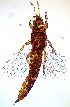  ( - AN9T)  @11 [ ] CreativeCommons  Attribution Share-Alike (by-sa) (2022) Emma Wahlberg Swedish Museum of Natural History