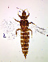  ( - AO3T)  @11 [ ] CreativeCommons  Attribution Share-Alike (by-sa) (2022) Emma Wahlberg Swedish Museum of Natural History