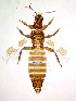  ( - AO5T)  @11 [ ] CreativeCommons  Attribution Share-Alike (by-sa) (2022) Emma Wahlberg Swedish Museum of Natural History