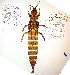  ( - AP1T)  @11 [ ] CreativeCommons  Attribution Share-Alike (by-sa) (2022) Emma Wahlberg Swedish Museum of Natural History