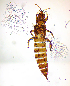 ( - AP2T)  @11 [ ] CreativeCommons  Attribution Share-Alike (by-sa) (2022) Emma Wahlberg Swedish Museum of Natural History