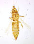  ( - AR2T)  @11 [ ] CreativeCommons  Attribution Share-Alike (by-sa) (2022) Emma Wahlberg Swedish Museum of Natural History