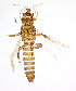  ( - AR3T)  @11 [ ] CreativeCommons  Attribution Share-Alike (by-sa) (2022) Emma Wahlberg Swedish Museum of Natural History