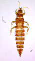  ( - AU5T)  @11 [ ] CreativeCommons  Attribution Share-Alike (by-sa) (2022) Emma Wahlberg Swedish Museum of Natural History