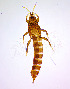 ( - AU6T)  @11 [ ] CreativeCommons  Attribution Share-Alike (by-sa) (2022) Emma Wahlberg Swedish Museum of Natural History
