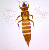  ( - AU7T)  @11 [ ] CreativeCommons  Attribution Share-Alike (by-sa) (2022) Emma Wahlberg Swedish Museum of Natural History