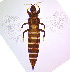  ( - AX2T)  @11 [ ] CreativeCommons  Attribution Share-Alike (by-sa) (2022) Emma Wahlberg Swedish Museum of Natural History