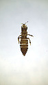  (Chirothrips hamatus - CY5T)  @11 [ ] CreativeCommons Attribution Share-Alike (by-sa) (2025) Emma Wahlberg Swedish Museum of Natural History