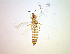  (Rubiothrips - FB8T)  @11 [ ] CreativeCommons Attribution Share-Alike (by-sa) (2025) Emma Wahlberg Swedish Museum of Natural History