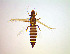  (Anaphothrips badius - FE9T)  @11 [ ] CreativeCommons Attribution Share-Alike (by-sa) (2025) Emma Wahlberg Swedish Museum of Natural History