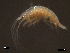  (Photis longicaudata - SFAA12-001)  @13 [ ] CreativeCommons - Attribution Non-Commercial Share-Alike  creativecommons Unspecified