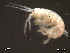  (Ampithoe helleri - SFAM19-012)  @13 [ ] CreativeCommons - Attribution Non-Commercial Share-Alike  creativecommons Unspecified