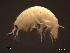  (Gammarus aequicauda - SFGU1-001)  @13 [ ] CreativeCommons - Attribution Non-Commercial Share-Alike  creativecommons Unspecified