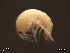  (Gammarus cf. aequicauda - SFGU1-007)  @13 [ ] CreativeCommons - Attribution Non-Commercial Share-Alike  creativecommons Unspecified